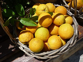 panier-oranges