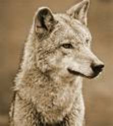 coyote_face