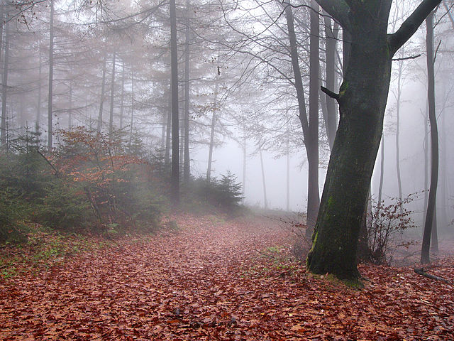 Forêt de Teutberg, Allemagne - Wikimedia commons