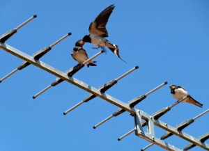 antenne-oiseaux