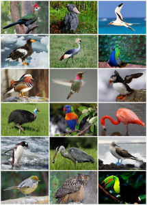 Bird_Diversity_2013